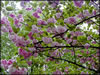 Crabapple In Bloom